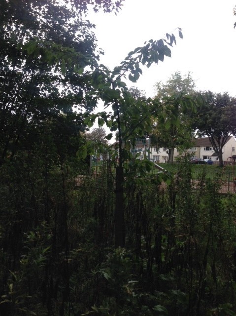 Shropshire cherry tree planting ceremonies with primary schools